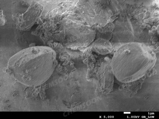 SEM-[Zn-ZnOH4-bibta3]